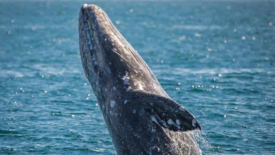 Long Beach: Whale and Dolphin Watching Cruise - The naturalist commentary is a real part of the trip