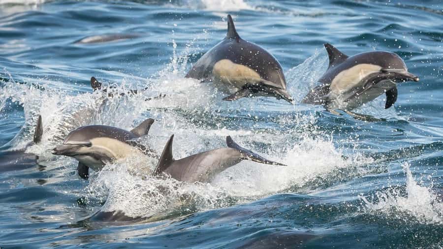 Long Beach: Whale and Dolphin Watching Cruise - Whales, dolphins, and the luck factor