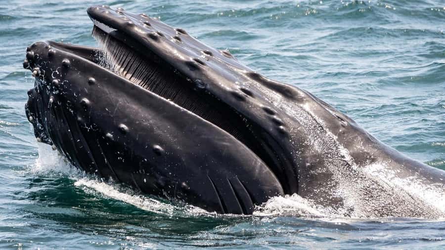 Long Beach: Whale and Dolphin Watching Cruise - Cold wind is the main comfort issue