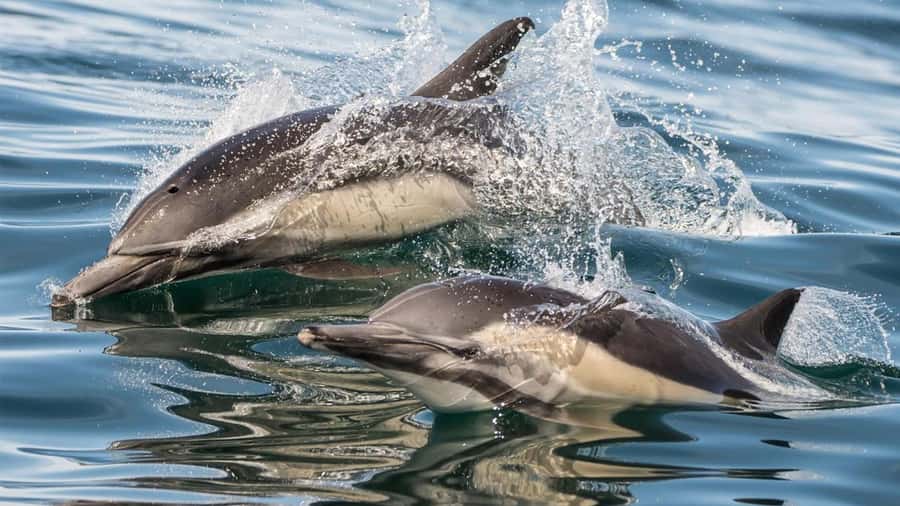 Long Beach: Whale and Dolphin Watching Cruise - Who will enjoy this cruise most