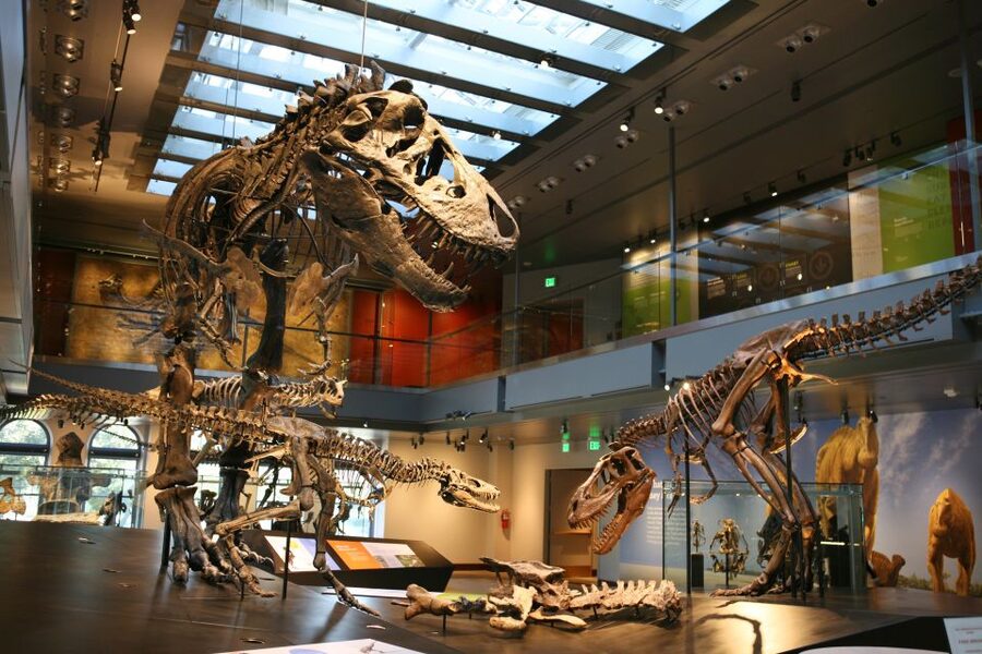 Los Angeles: Natural History Museum of LA Entry Ticket - Take the 65-million-year route through mammals