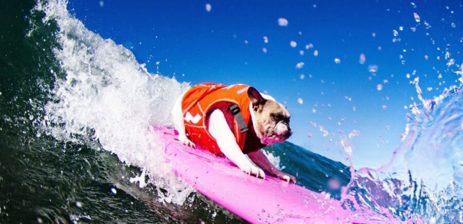 Los Angeles: Surfing Lesson in Venice Beach - Meeting the instructor at 20 Bicknell Avenue