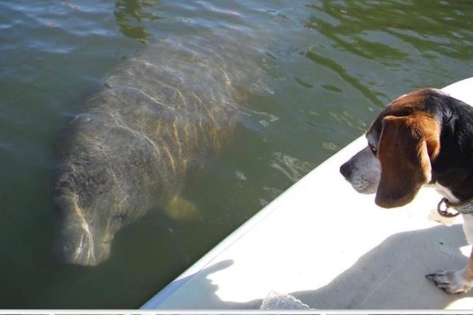 Lovers Key Guided Eco Tour-Mangrove Estuary - Key points to know before you go