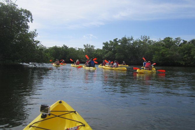 Lovers Key Guided Eco Tour-Mangrove Estuary - Why the $67 price can make sense