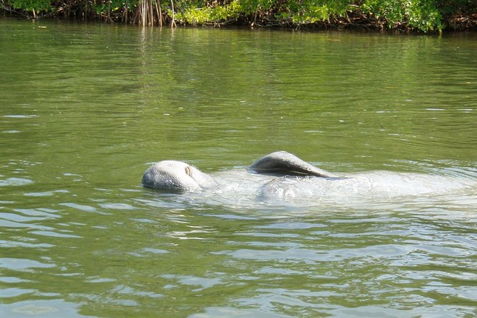 Lovers Key Guided Eco Tour-Mangrove Estuary - Making the most of Lovers Key State Park