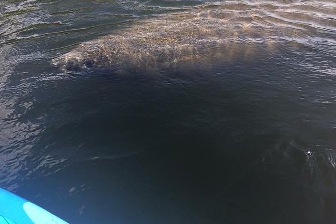 Lovers Key Guided Eco Tour-Mangrove Estuary - Manatees, dolphins, birds, and smaller surprises
