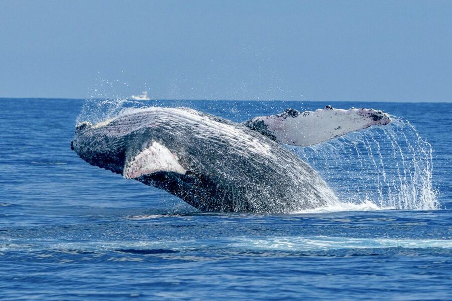 Ma'alaea Harbor: Whale Watching Tour Aboard Power Catamaran - Why Ma’alaea Bay is one of Maui’s best whale-watching spots