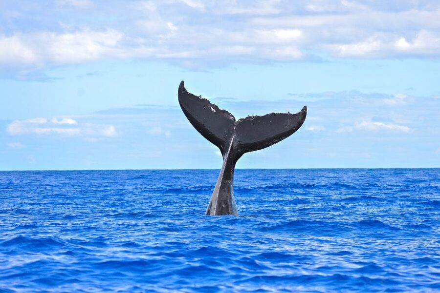 Ma'alaea Harbor: Whale Watching Tour Aboard Power Catamaran - What you may see above the water
