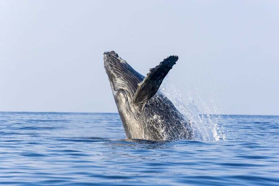 Ma'alaea Harbor: Whale Watching Tour Aboard Power Catamaran - Who will enjoy this cruise most?