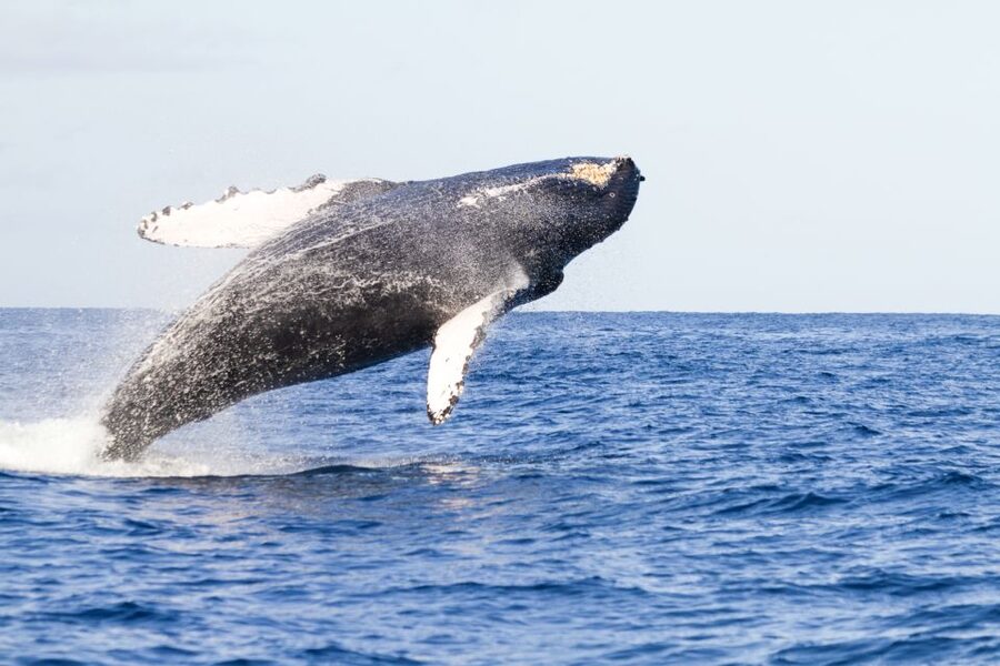 Ma'alaea Harbor: Whale Watching Tour Aboard Power Catamaran - Boarding at Ma’alaea Harbor