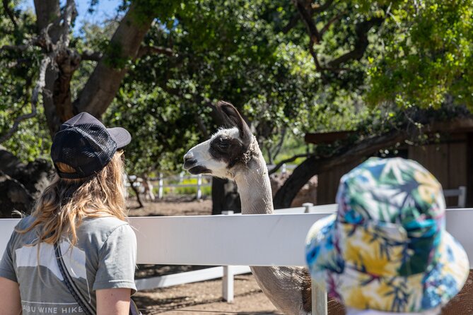 Malibu: Guided Vineyard Hike with Photo Stops and Wine - Who will enjoy this outing most