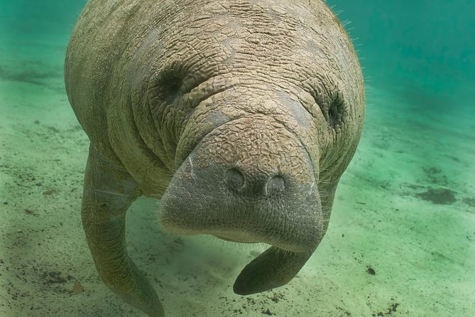 Manatee Sightseeing and Wildlife Boat Tour - Why the manatee encounters are the main event