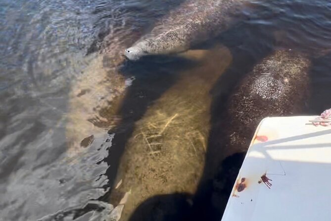 Manatee Sightseeing and Wildlife Boat Tour - Comfort, equipment, and the small-boat setup