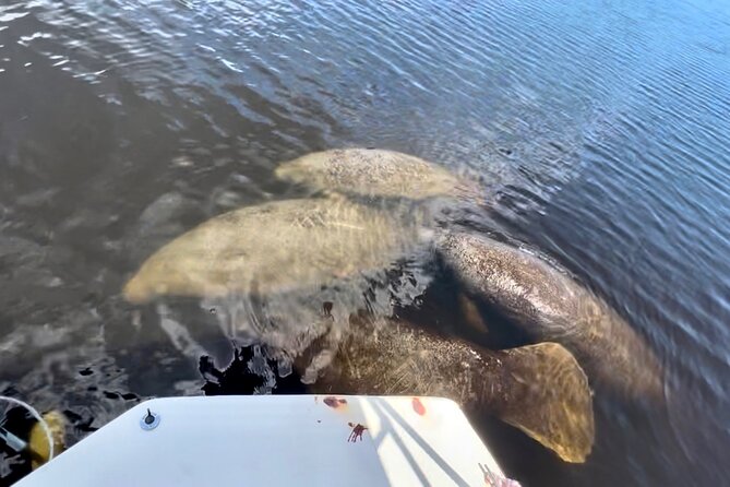 Manatee Sightseeing and Wildlife Boat Tour - Is $69.99 a fair price?