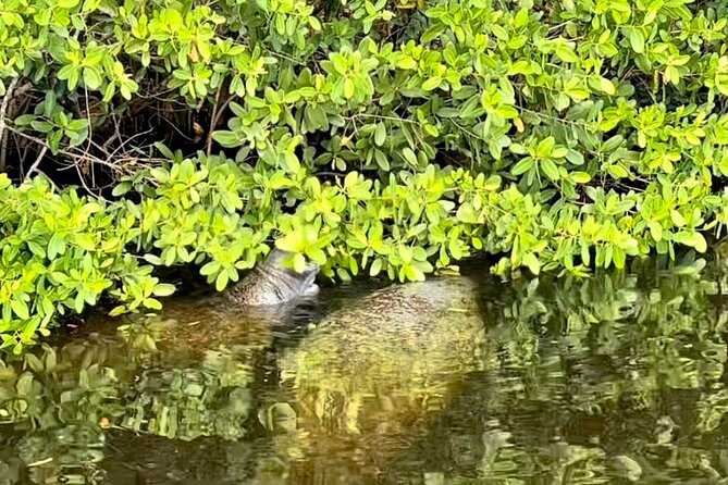 Manatee Sightseeing and Wildlife Boat Tour - Who will enjoy this most