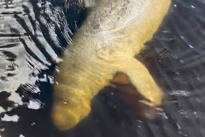 Manatee Sightseeing and Wildlife Boat Tour - Booking and cancellation details