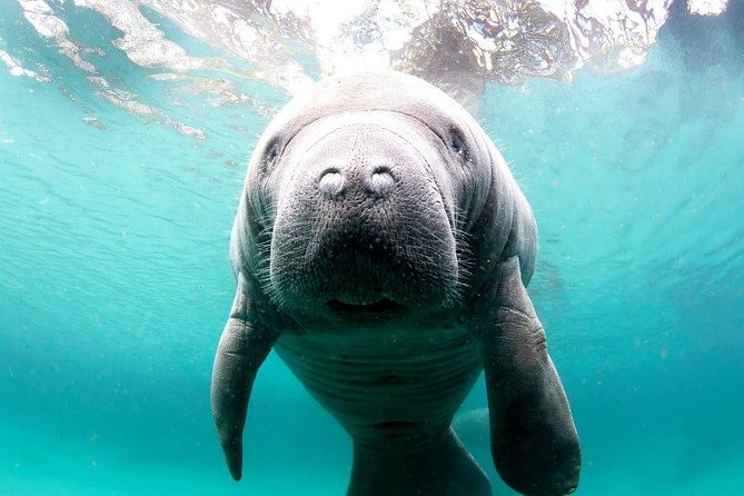 Manatee Snorkel Small Group Tour - Why Crystal River is special for manatee swimming