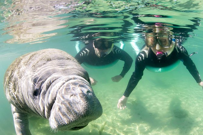 Manatee Snorkel Small Group Tour - Photos, wildlife rules, and what you are really buying