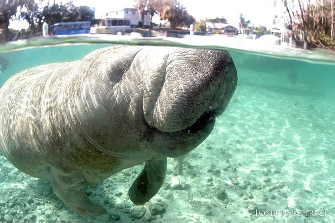 Manatee Snorkel Small Group Tour - Starting at the downtown Crystal River base