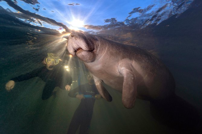 Manatee Swim Tour with In Water Photographer - Why Crystal River is the place for this encounter