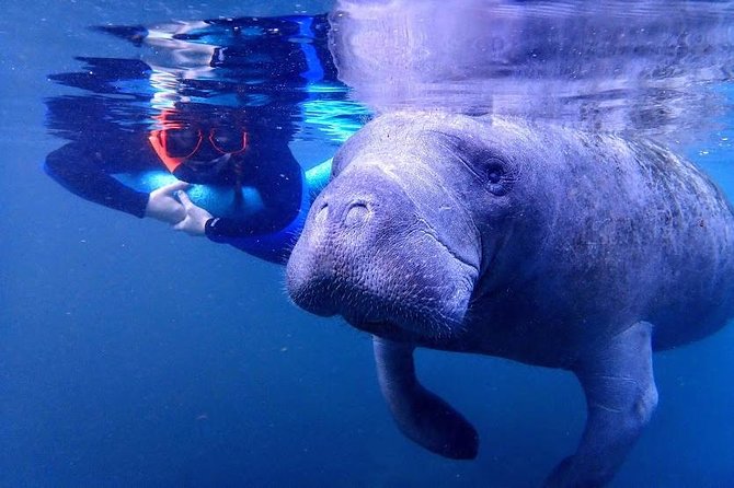 Manatee Swim Tour with In Water Photographer - The photo service and its real value