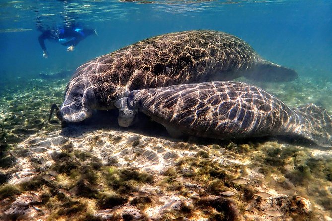 Manatee Swim Tour with In Water Photographer - Cruising Kings Bay on a certified boat