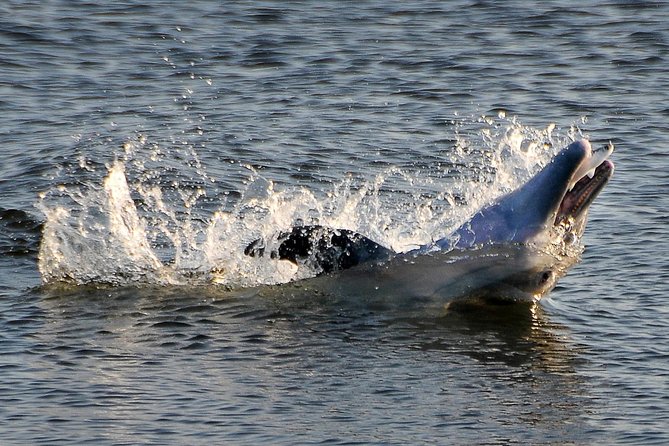 Mangrove Tunnels, Dolphins, Manatee Tour #1 Rated in Cocoa Beach - Key points before you book