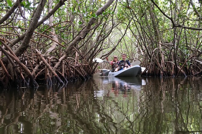 Mangrove Tunnels, Dolphins, Manatee Tour #1 Rated in Cocoa Beach - Dolphins, manatees, and the wildlife question