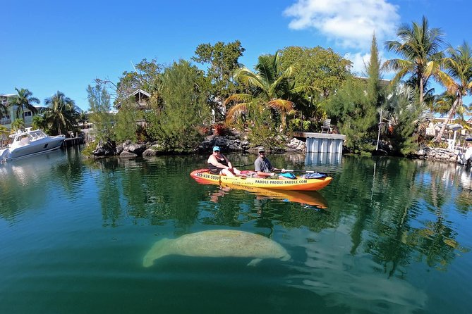 Mangroves and Manatees - Guided Kayak Eco Tour - The mangrove tunnels and swimming area