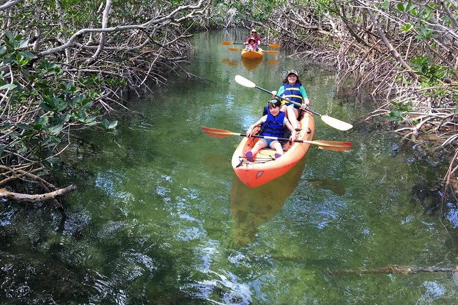 Mangroves and Manatees - Guided Kayak Eco Tour - Looking for manatees and other wildlife