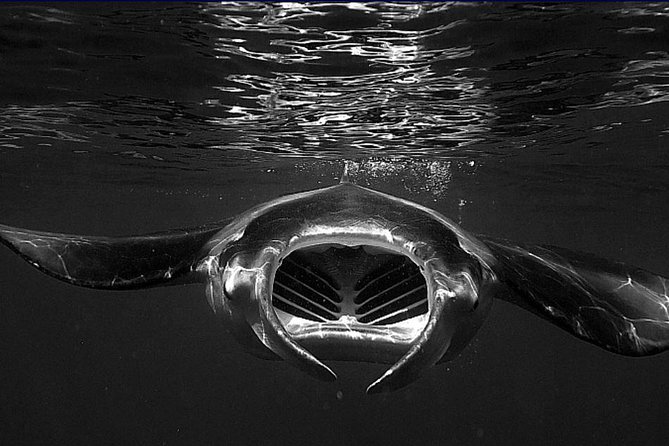 Manta Magic: Small-Group Manta Ray Night Snorkel in Kailua Kona - Why Kona’s night manta snorkel is so special