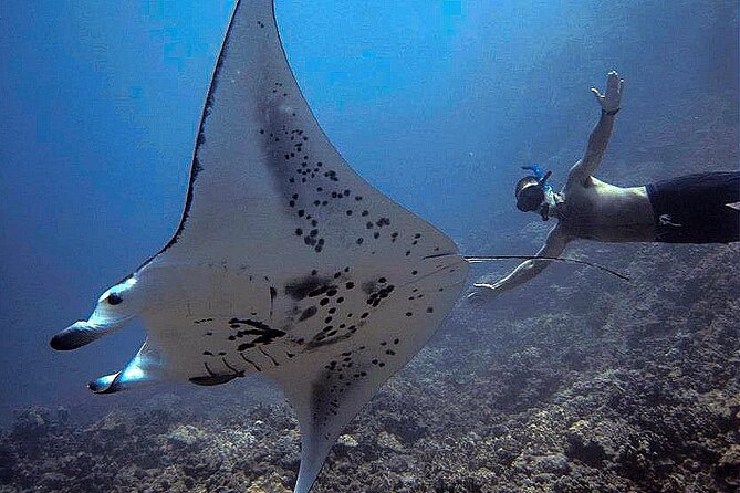 Manta Magic: Small-Group Manta Ray Night Snorkel in Kailua Kona - The manta encounter itself