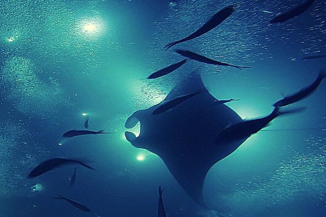 Manta Magic: Small-Group Manta Ray Night Snorkel in Kailua Kona - What the $145 price gets you