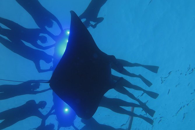 Manta Magic: Small-Group Manta Ray Night Snorkel in Kailua Kona - Who should book this Kona manta tour