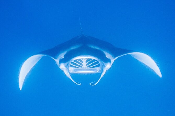 Manta Magic: Small-Group Manta Ray Night Snorkel in Kailua Kona - Weather, cancellations, and practical planning