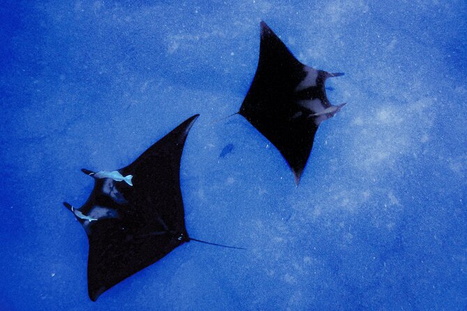 Manta Magic: Small-Group Manta Ray Night Snorkel in Kailua Kona - What happens in the water