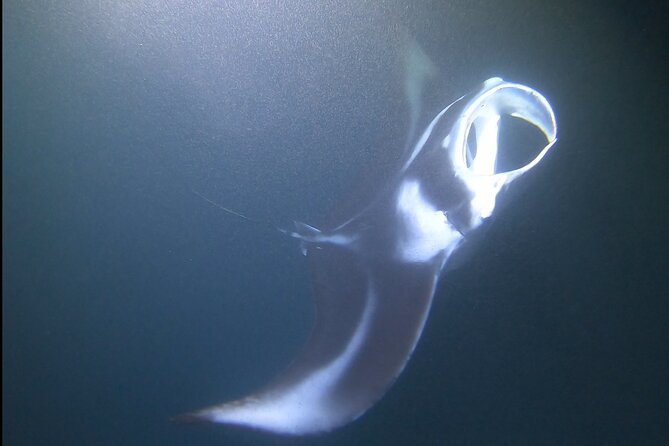 Manta Ray Night Snorkel at Kona, Big Island - The check-in plan is easy once you understand it