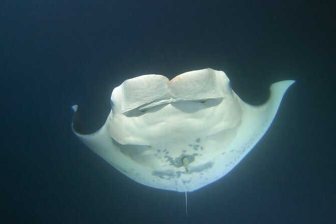 Manta Ray Night Snorkel at Kona, Big Island - How the guides shape the experience