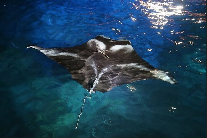 Manta Ray Night Snorkel Experience of a Lifetime - From Kealakehe Parkway to the harbor