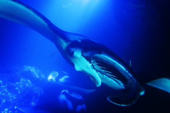 Manta Ray Night Snorkel Experience of a Lifetime - What the crew adds to the experience