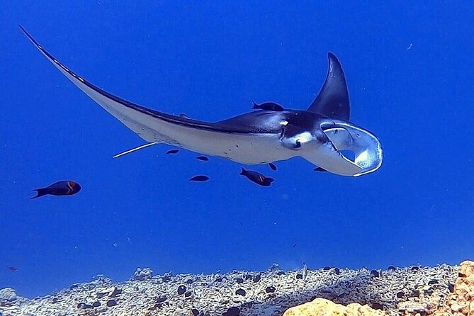 Manta Ray Night Snorkel Experience of a Lifetime - How this $79.46 tour compares in value