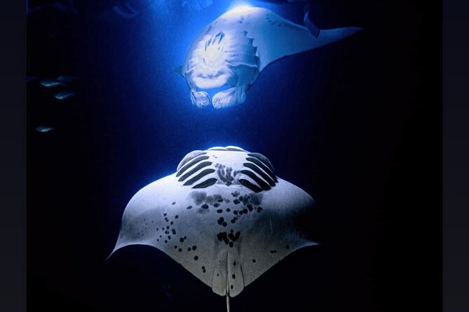 Manta Ray Night Snorkel Experience of a Lifetime - The 15 to 20 minute ride into the night