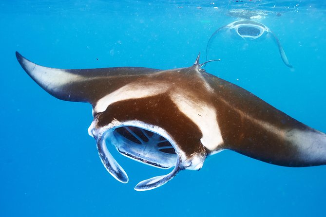 Manta Ray Night Snorkel from Kona — Small Group - Why the Kona manta snorkel feels so different