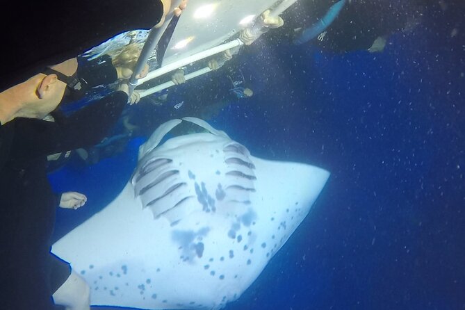 Manta Ray Night Snorkel from Kona — Small Group - Garden Eel Cove and Manta Heaven after dark