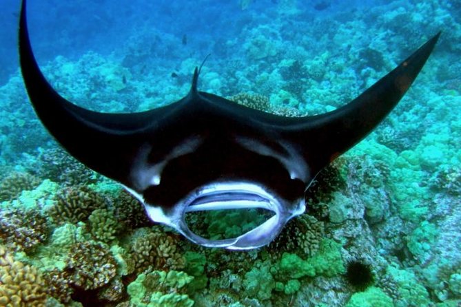 Manta Ray Night Snorkel from Kona — Small Group - Who should book this Kona evening outing