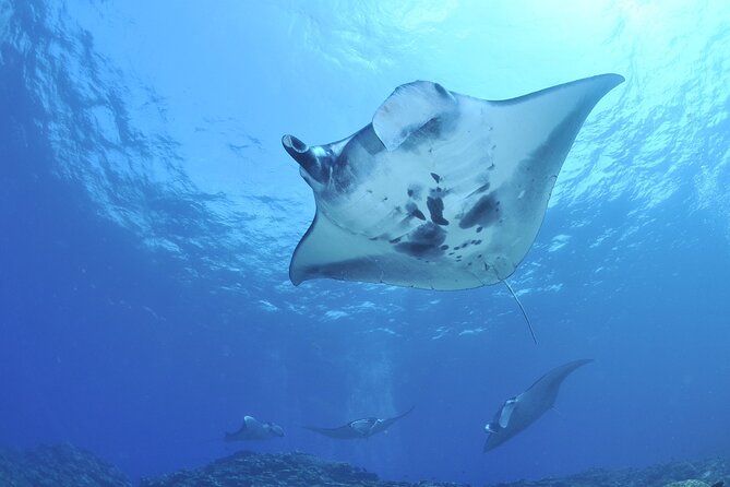 Manta Ray Night Snorkel Kona - Coral Reef Snorkel Adventures - What the manta encounter can look like