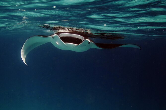 Manta Ray Night Snorkel Kona - Coral Reef Snorkel Adventures - Holding the lightboard while manta rays circle below