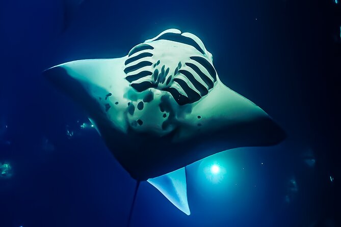 Manta Ray Night Snorkel Tour in Kailua-Kona, Big Island - Why Kona’s night manta snorkel is so unusual