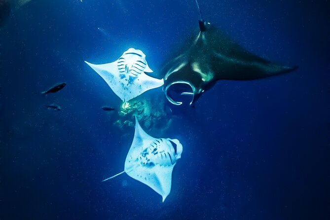 Manta Ray Night Snorkel Tour in Kailua-Kona, Big Island - What the $125 price really buys