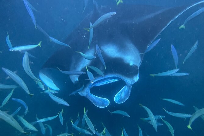 Manta Ray Snorkeling by Night in Kailua-Kona, Hawaii - A short canoe ride with a strong sense of place